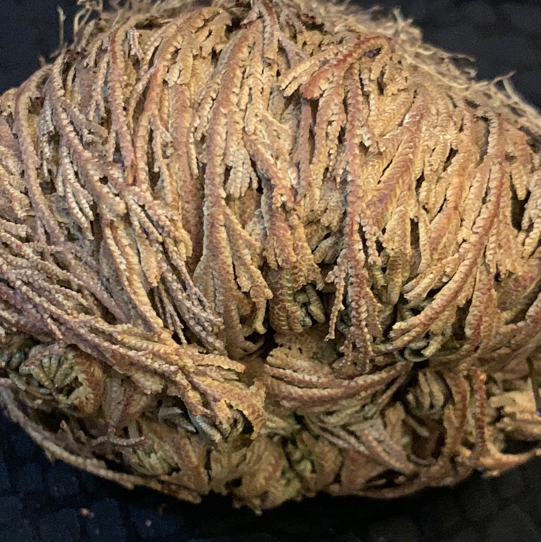 Rose of Jericho Resurrection Plant