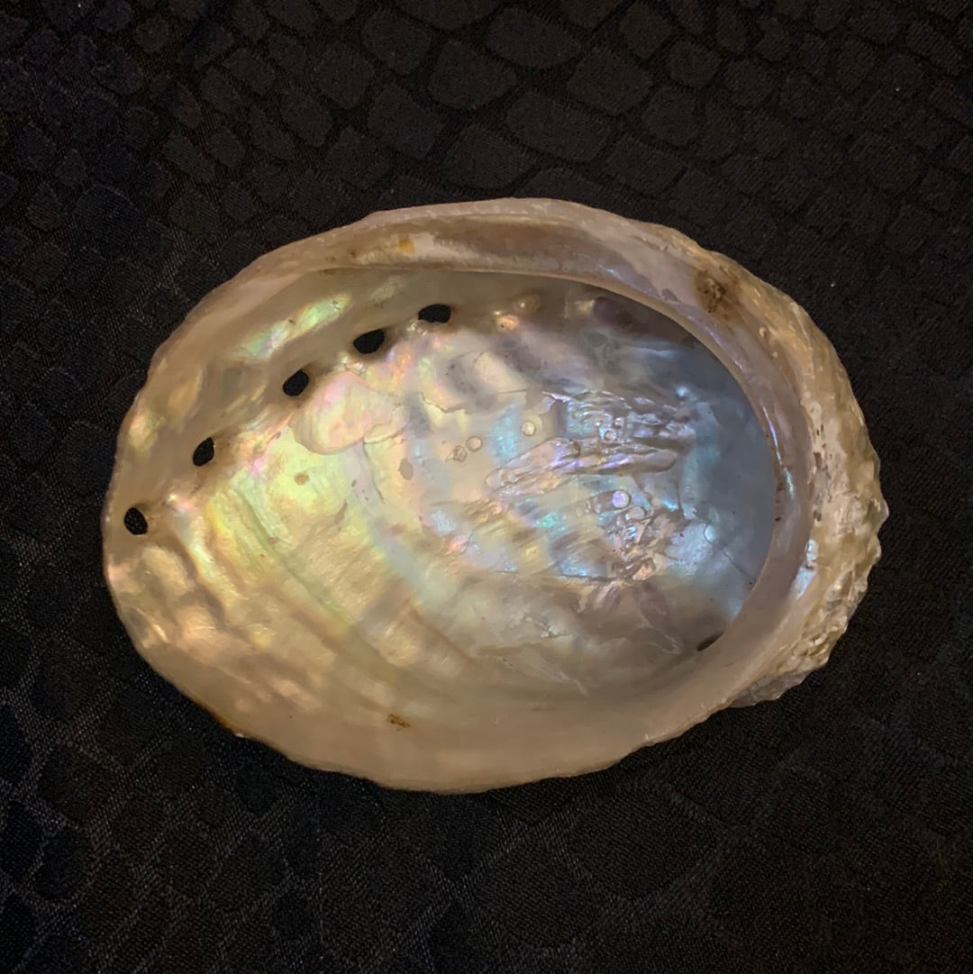 Abalone Shell