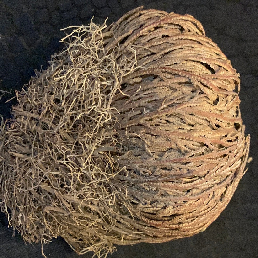 Rose of Jericho Resurrection Plant