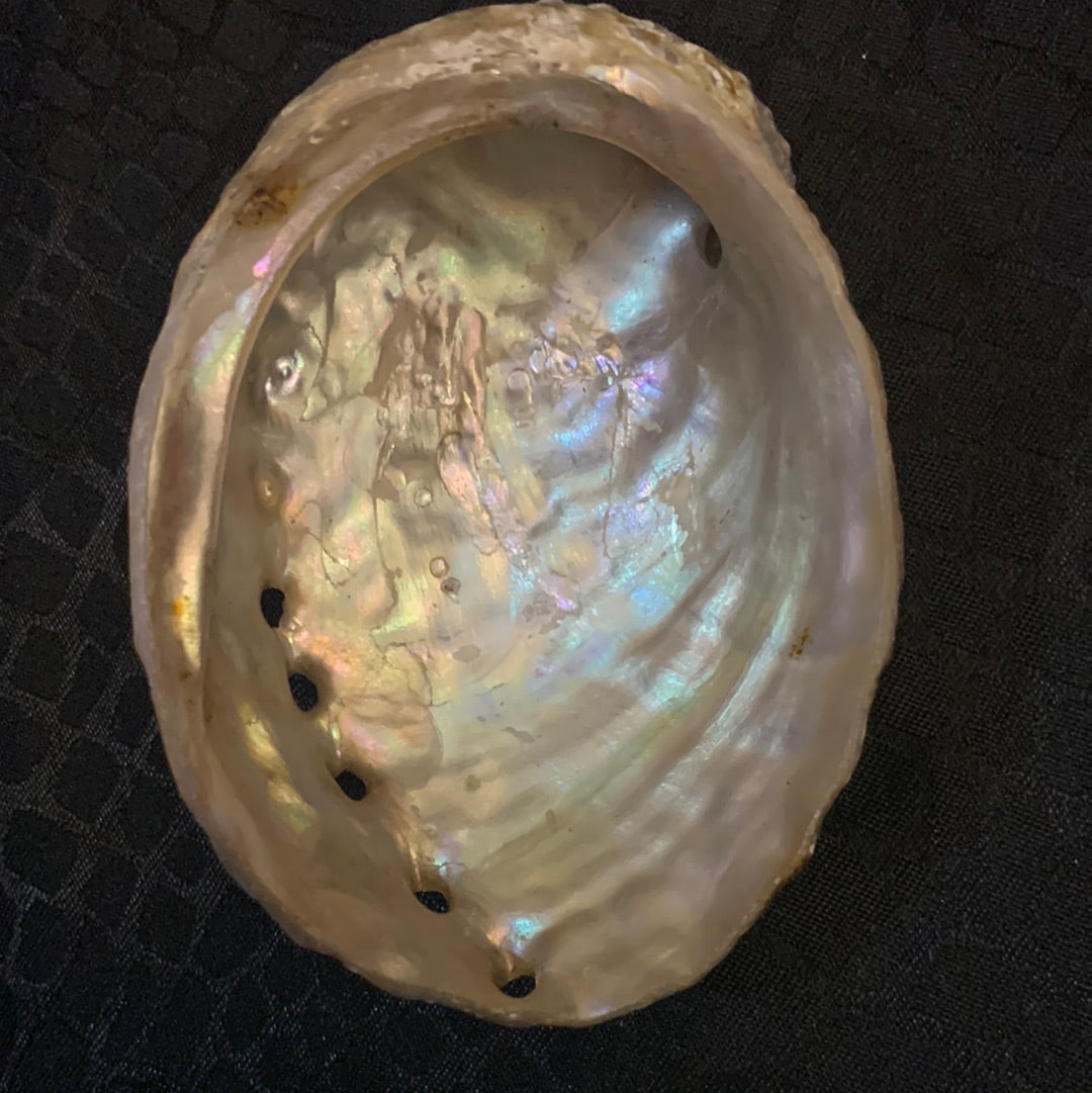 Abalone Shell