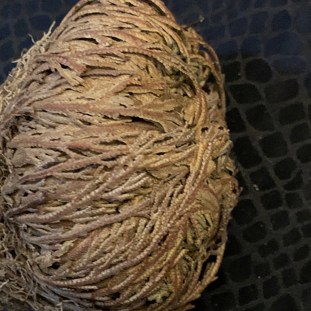 Rose of Jericho Resurrection Plant