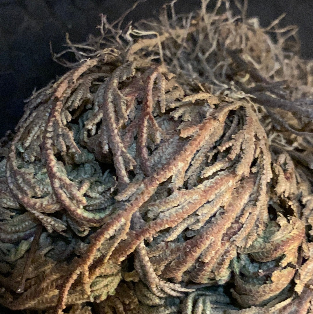 Rose of Jericho Resurrection Plant