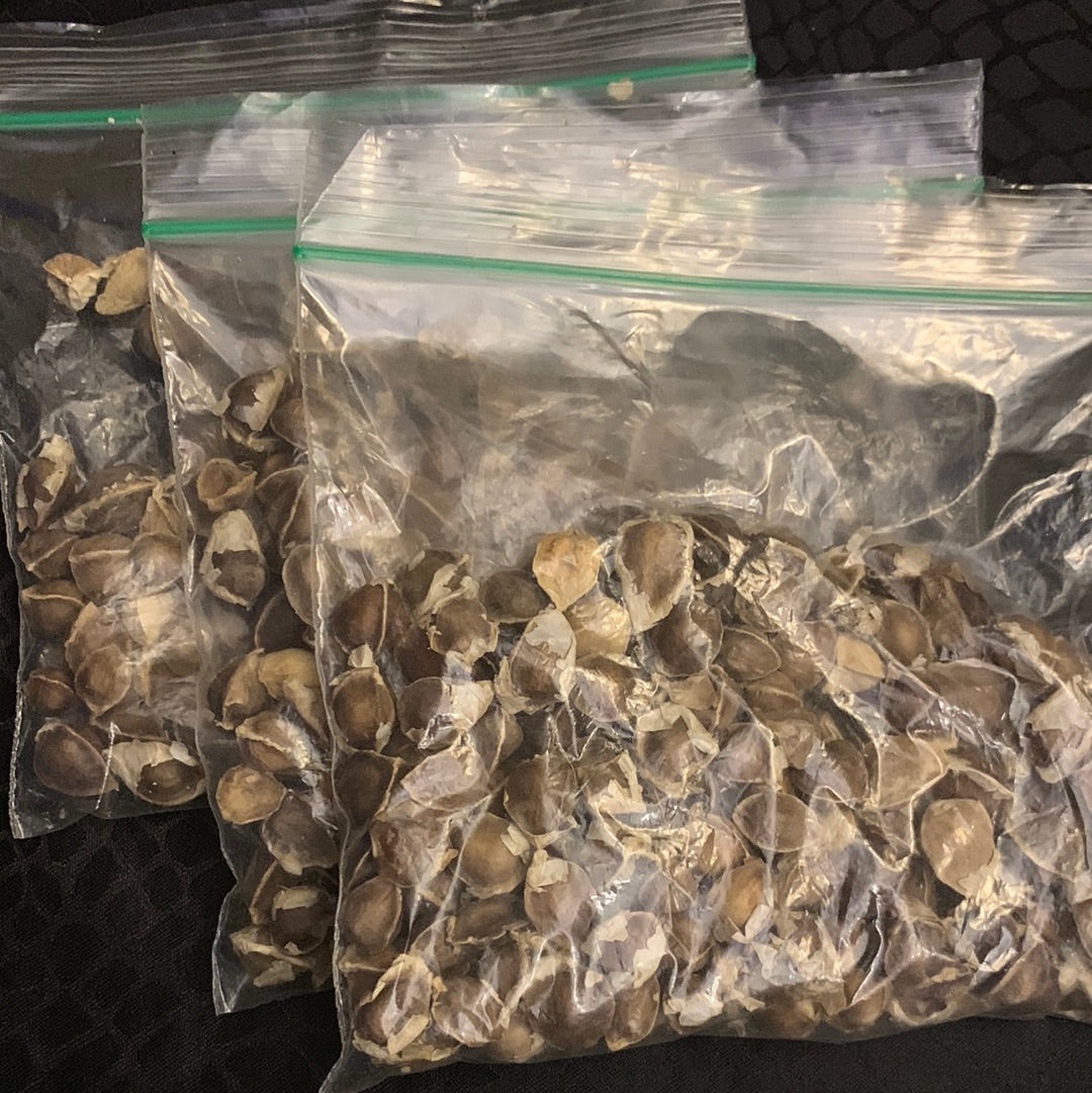 Moringa Seeds