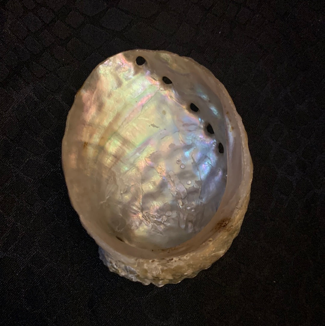 Abalone Shell