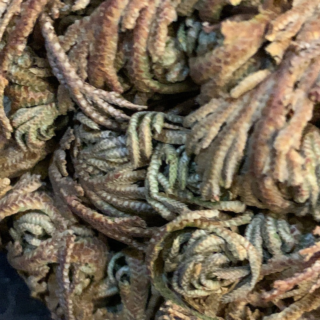 Rose of Jericho Resurrection Plant