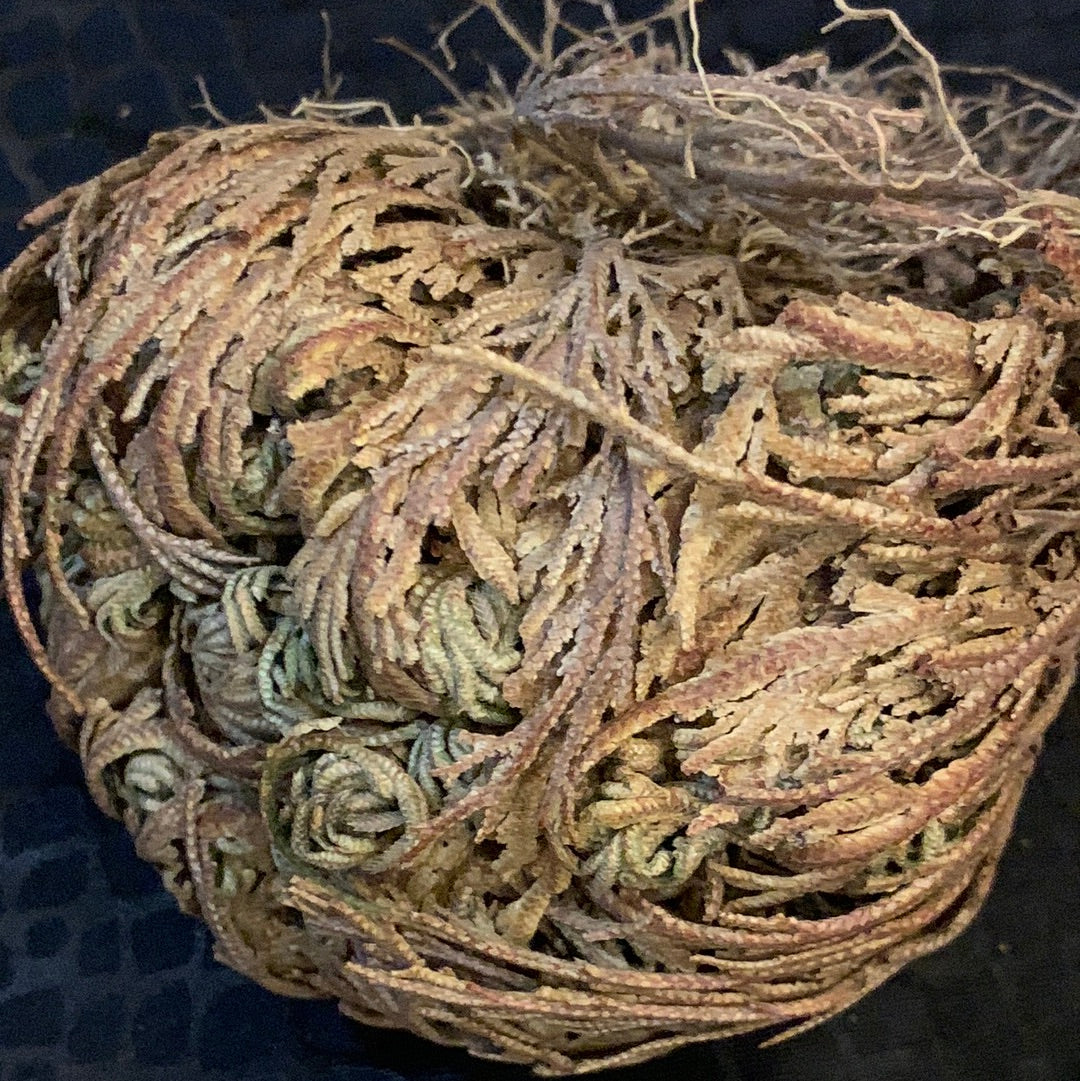 Rose of Jericho Resurrection Plant
