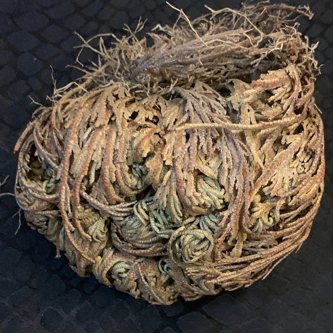 Rose of Jericho Resurrection Plant