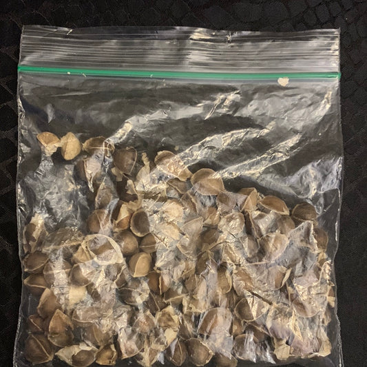 Moringa Seeds